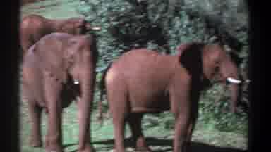 Kenya (1969): Three Elephants With One Moving His Or Her Trunk