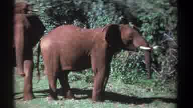 Kenya-1969: Three African Elephants One Watches Camera Another Turns To Look