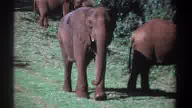 Kenya (1969): Elephants Taking A Walk On A Sunny Day In The Forest