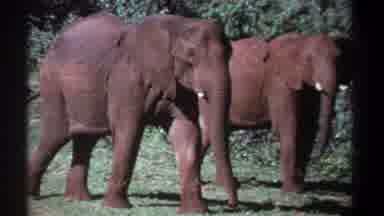 Kenya (1969): Two Big And Old Gray Elephants Walking On The Green Field