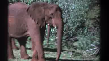 Kenya (1969): Two African Elephants One Hides The Other Standing In Profile On