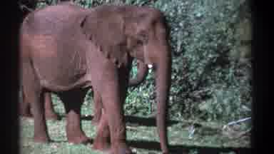 Kenya (1969): An Elephant With Cut Tusk Standing Alongside Another Elephant Next