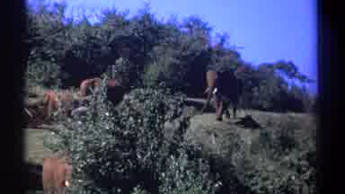Kenya (1969): Elephants Gathered In The Middle Of The Forest Walking And Feeding