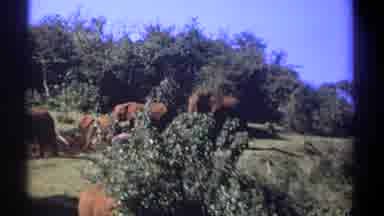 Kenya (1969): Elephants On Film