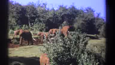 Kenya (1969): A Number Of Wild Elephants In Their Natural Habitat Feeding On Trees