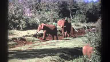 Kenya (1969): Herd Of Elephants Walking And Grazing On A Bright Sunny Day