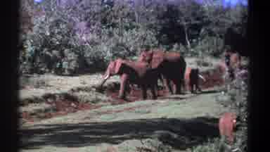 Kenya (1969): Group Of African Elephants Foraging Baby Elephant Walks Near Larger