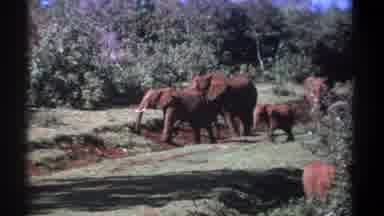 Kenya (1969): Group Of African Elephants Foraging And Baby Elephant Playfully