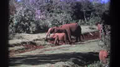 Kenya (1969): Elephants Gathered In The Forest Feeding And Walking