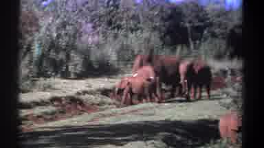 Kenya (1969): Family Of Four Elephants Playing On The Green Field And On The Sand