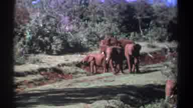 Kenya (1969): Group Of African Elephants Forages And One Walks Further From The