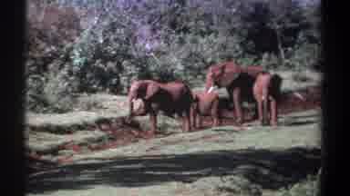 Kenya (1969): Three Elephant Playing Around The Bush