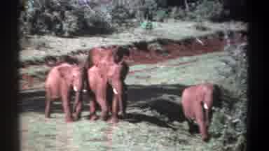 Kenya (1969): Group Of Elephant Family Free Roaming Around In Natural Environment