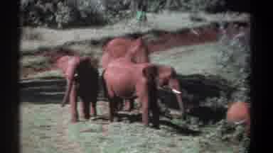 Kenya (1969): Elephant Family Roaming The Patchy Grass Lands Out In The Open