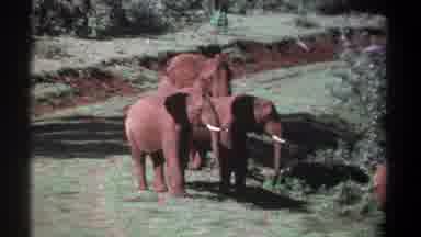 Kenya (1969): A Group Of Men Probably Tourists Watching Three Elephants