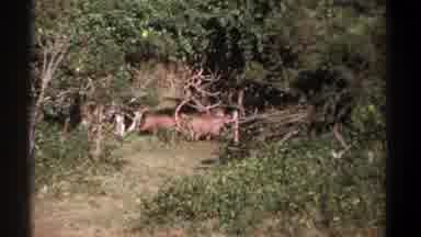 Kenya (1969): Wild Animals In The Wilderness Being Filmed On Camera