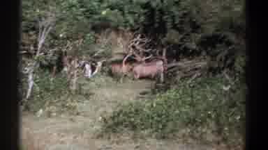 Kenya (1969): Wild Boars Standing In A Clearing In The Middle Of Some Bushes