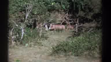 Kenya (1969): Wild Boars In The Middle Of The Forest In The Wild With Lots Of