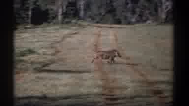 Kenya (1969): A Warthog Crosses The Meadow