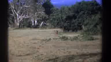 Kenya (1969): Scenes Of Warthogs In Grassland With Trees And Shrubs On Sunny Day