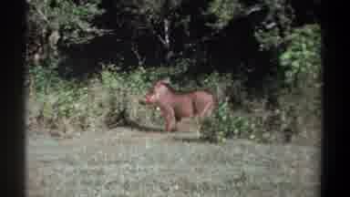 Kenya (1969): A Wild Boar In The Forest Moving Around To Be In The Sun