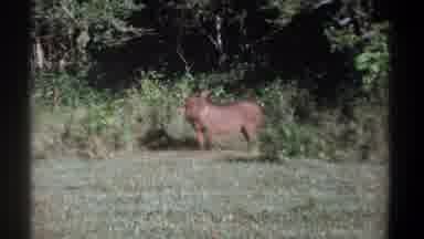 Kenya (1969): Wild Boar In The Woods Standing Staring At Camera Then Running With