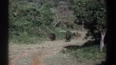 Kenya (1969): Wild Boar Blocking The Path Of The Photographer