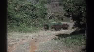 Kenya (1969): A Group Of Wild Boars Roaming Free And Going Into The Bushes