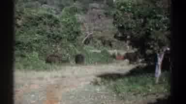Kenya (1969): A Family Of Brown Unknown Animals Quietly Walking Through The Woods