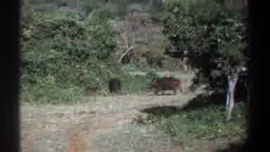 Kenya (1969): A Herd Of Wild Hogs Cross A Wide Path In A Forest During Daylight