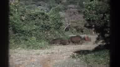 Kenya (1969): Pair Of Wild Boars Walk Into Green Bushes On A Sunny Day