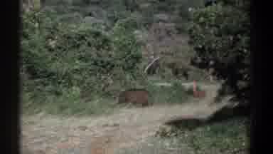 Kenya (1969): Warthogs Crossing Over Winding Dirt Road From One Area Of Brush To