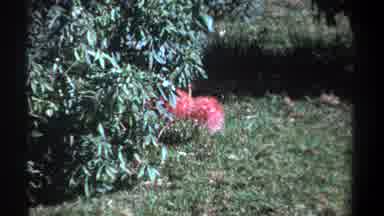 Kenya (1969): Pink Flower Next To A Green Bush On Grass Outside