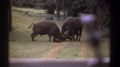 Kenya (1969): Two Water Buffalo Fight In The Middle Of A Dirt Road In A Forested
