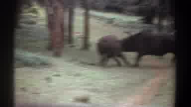 Kenya (1969): Two Cape Buffalo With Heads Together Trying To Hook Their Horns And