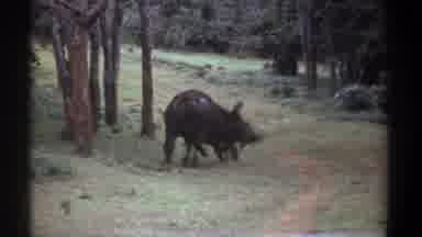 Kenya (1969): Two Cape Buffalo Fighting And Move Away From Road Into Trees View Of