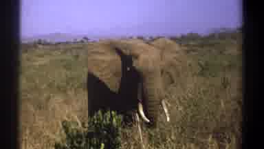 Kenya (1969): Elephant Ear Flapping