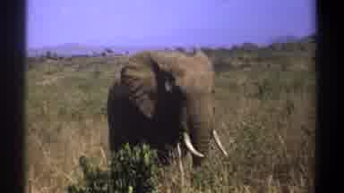 Kenya (1969): A Beautiful Elephant Grazing In The Field Sells