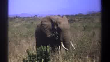 Kenya (1969): Lone Elephant Eating In Tall Grass On A Clear Day