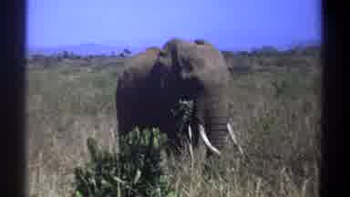 Kenya (1969): Elephant In The Bush Feeding With Trees And Bushes In The Background