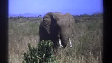 Kenya (1969): Single Elephant In The Wild Facing The Camera