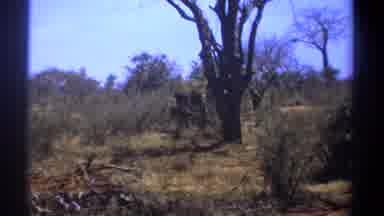 Kenya (1969): Wildlife Elephant In The Wild Hiding Behind A Tree
