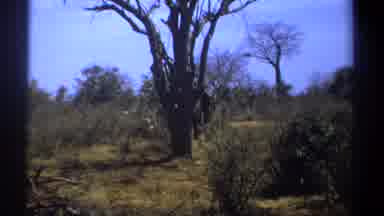 Kenya (1969): Elephant Walks Outdoors In Its Natural Environment