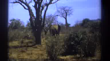 Kenya (1969): African Elephants Walk Away From Camera One Adult One Baby Trees