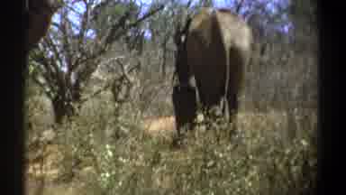 Kenya (1969): The Camera Captures The Elephant Walks Through The Trees With A Baby