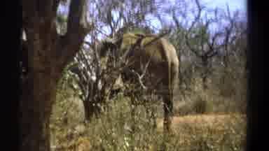 Kenya (1969): Elephant Walking Through Very Thick Overgrown Brush And Trees