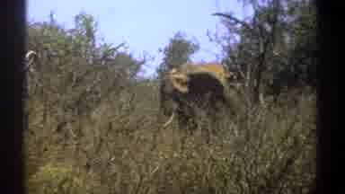 Kenya (1969): An Elephant Caught On Video While Hiding On The Tall Grass