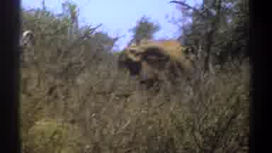 Kenya (1969): Elephant Searching For Food Animal Hunting Search For Food