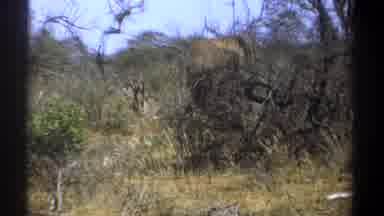 Kenya (1969): The Camera Captures The Herd Of Animals As It Runs By The Camera