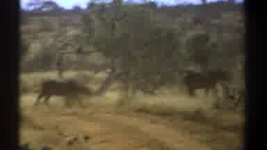 Kenya (1969): Group Of Animals Runs Across Dirt Road Grassland Shrubs And Trees